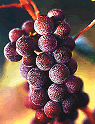 Give Winter Blahs the Boot with Wine & Brew Outings
