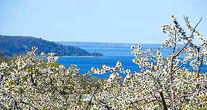 How to Enjoy Traverse City’s Cherry Blossom Season