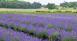 The Latest Secret on Old Mission Peninsula