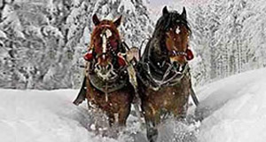Horse drawn sleigh ride